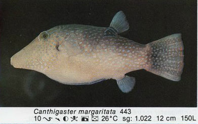 Canthigaster margaritata